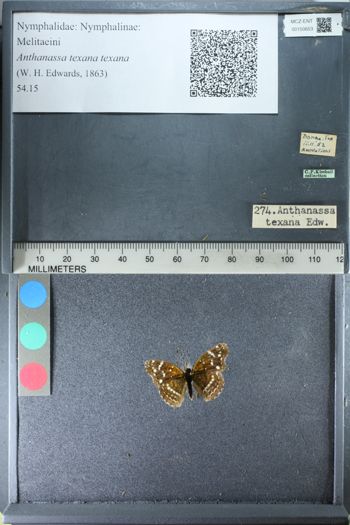 Media type: image;   Entomology 150653